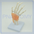 PNT-0209 modelo de articulação óssea de mão humana